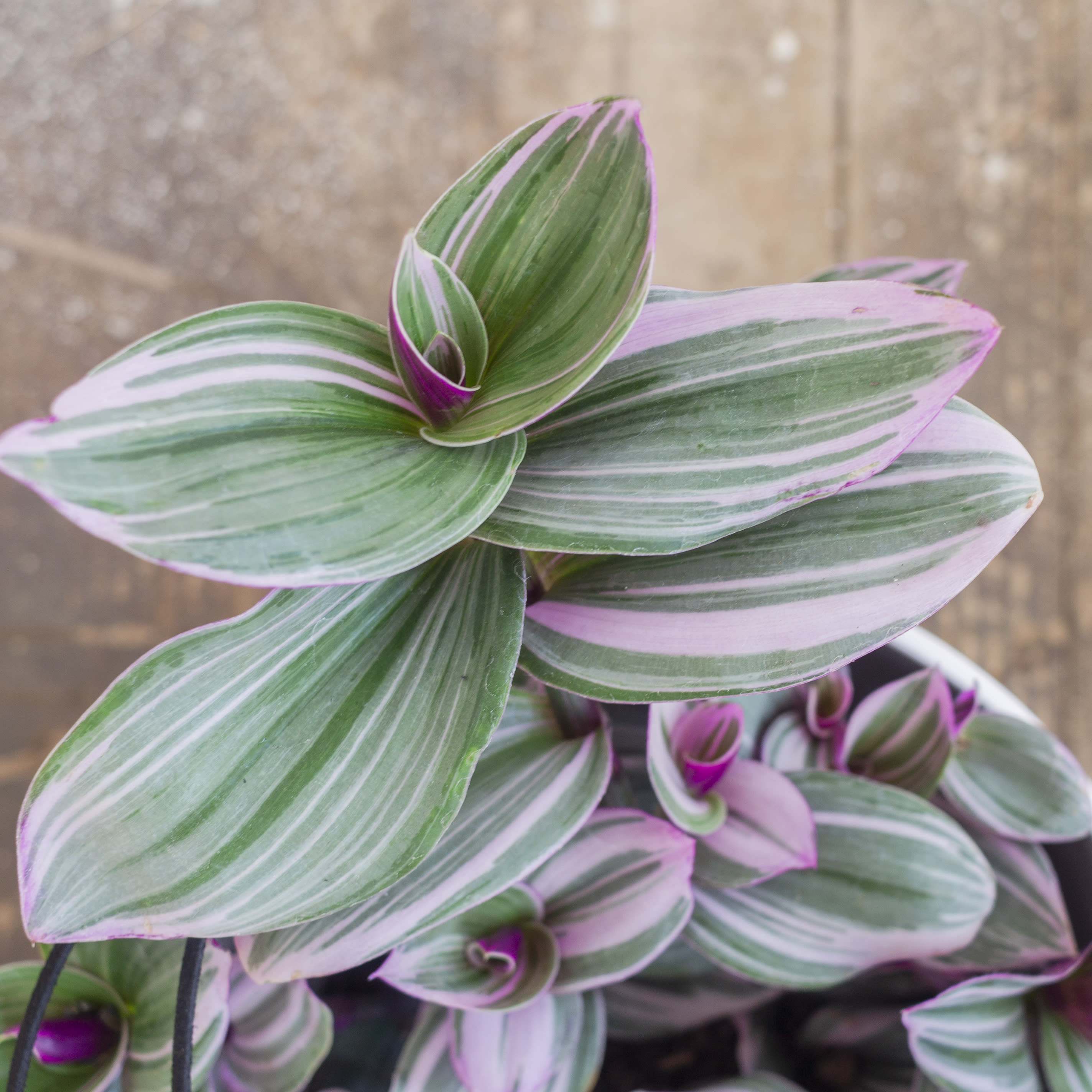 Tradescantia zebrina - Imagen 2